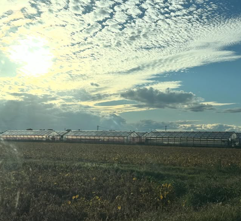 縁月のいちごハウスと空の風景